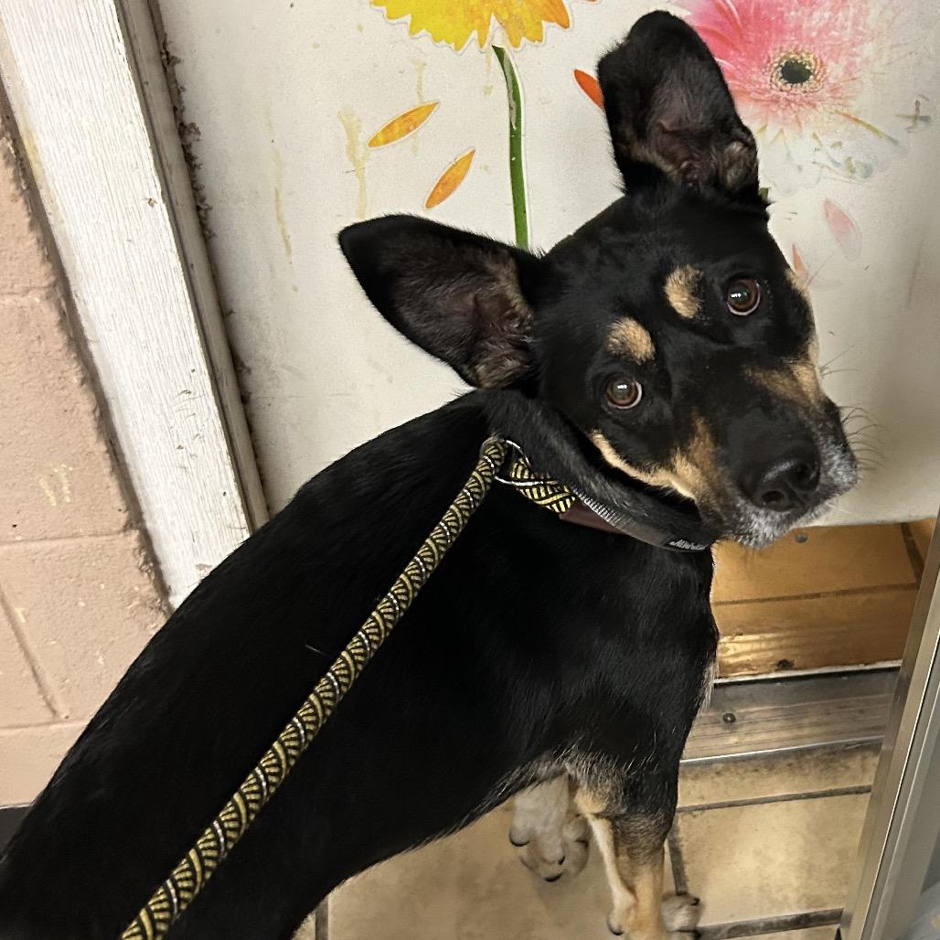 Enlarge Ruger AKA Little Bear, a Adoptable mixed breed in Newport, NC image 2/2