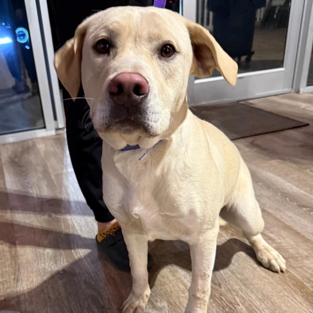 115 (2026) Daisy, Adoptable, Young Female Yellow Labrador Retriever & Shepherd.