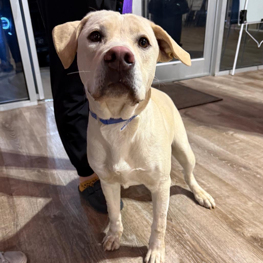 115 (2026) Daisy, a Adoptable mixed breed in Parker, CO image 2/4