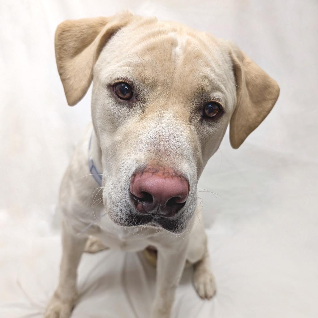 115 (2026) Daisy, a Adoptable mixed breed in Parker, CO image 3/4
