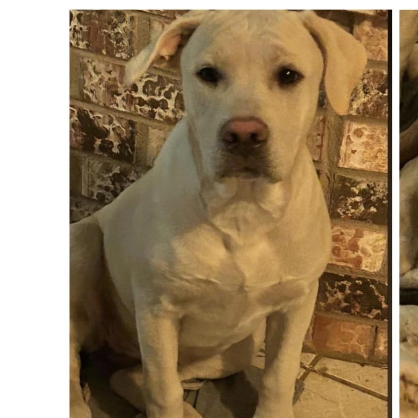 115 (2026) Daisy, a Adoptable mixed breed in Parker, CO image 4/4