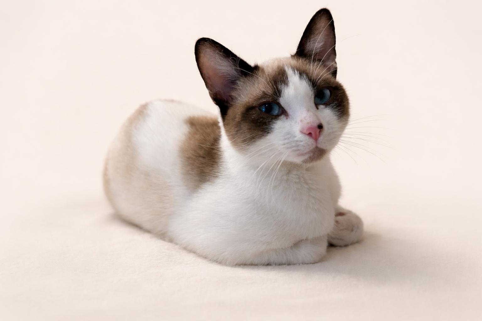 Enlarge Harley, a Adoptable Snowshoe in Dickinson, TX image 2/2