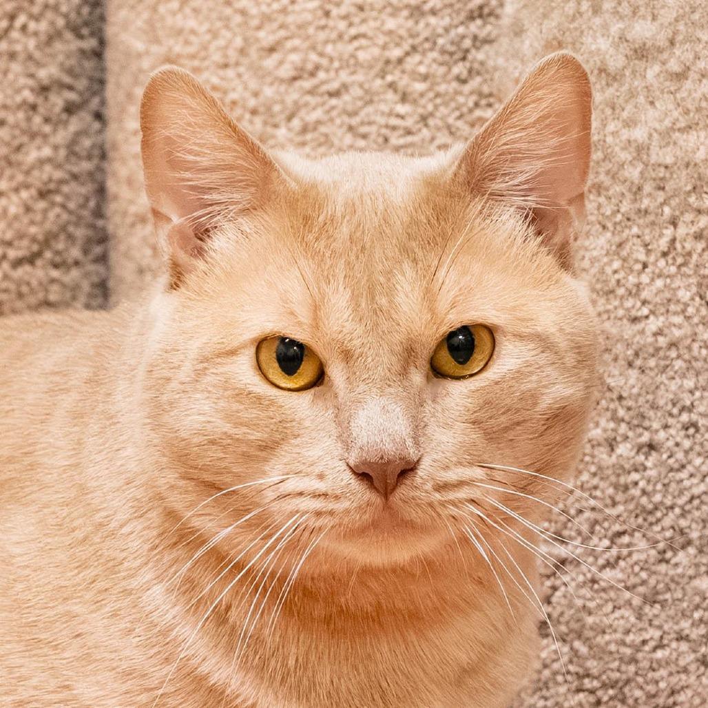 Harry *bonded to Prince*, Adoptable, Young Male Domestic Short Hair.