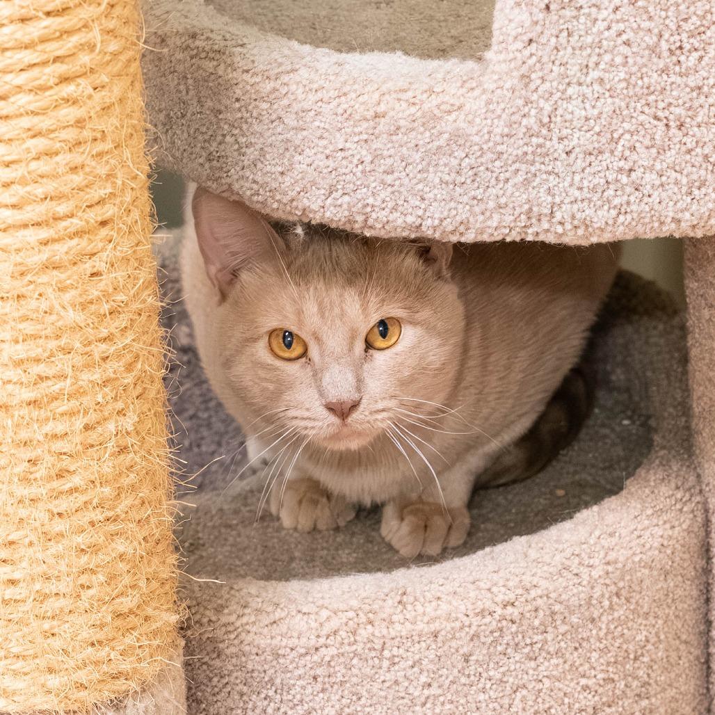 Enlarge Harry *bonded to Prince*, a Adoptable Domestic Short Hair in Briarcliff Manor, NY image 2/2