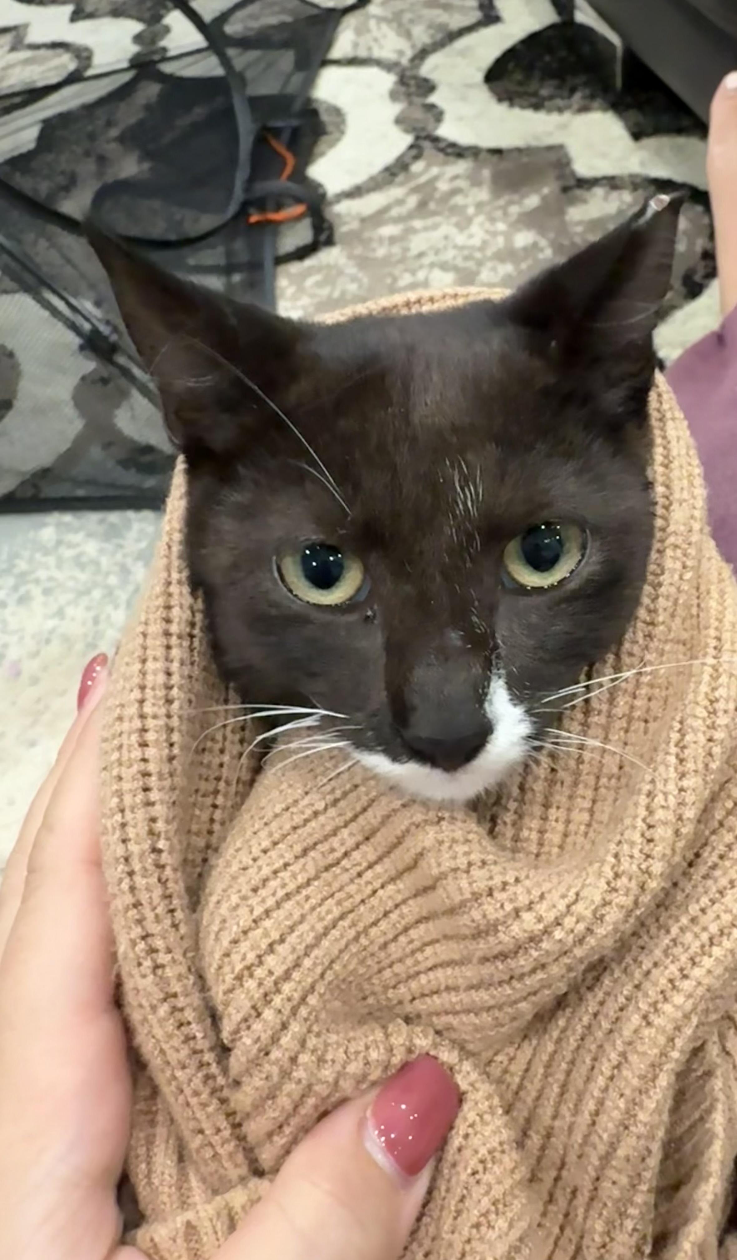 Tux, a Adoptable Domestic Short Hair in South Ozone Park, NY image 2/5