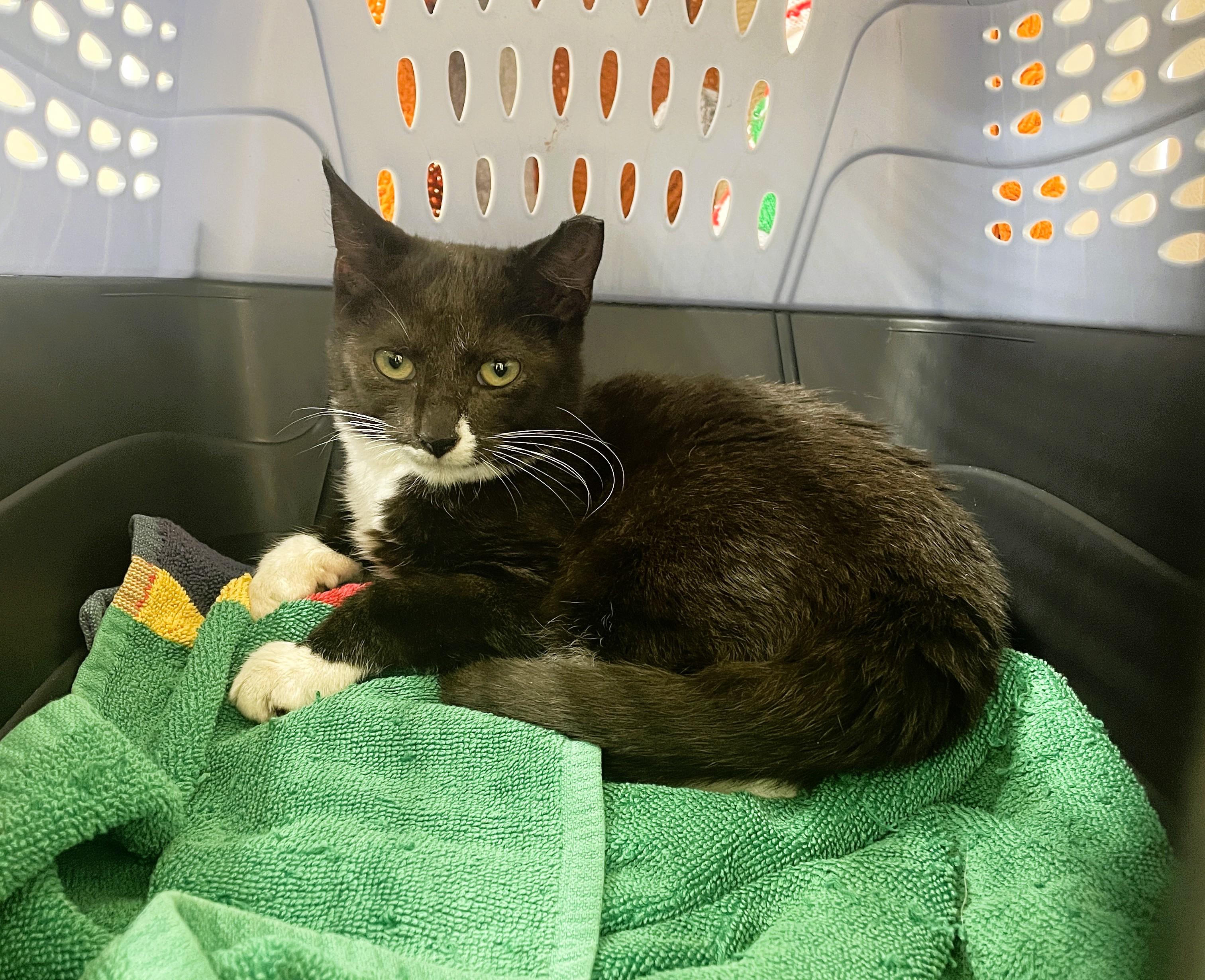Tux