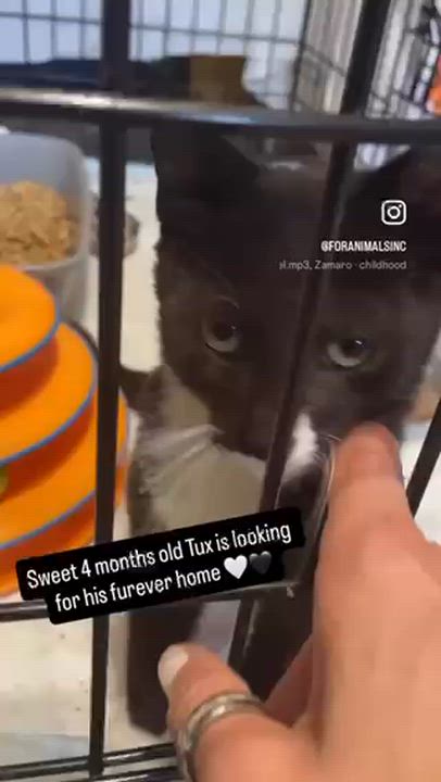 Enlarge Tux, a Adoptable Domestic Short Hair in South Ozone Park, NY video 5/5