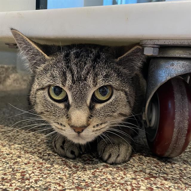 Enlarge SASSY, a Adoptable Domestic Short Hair in Centerville, MA image 1/1