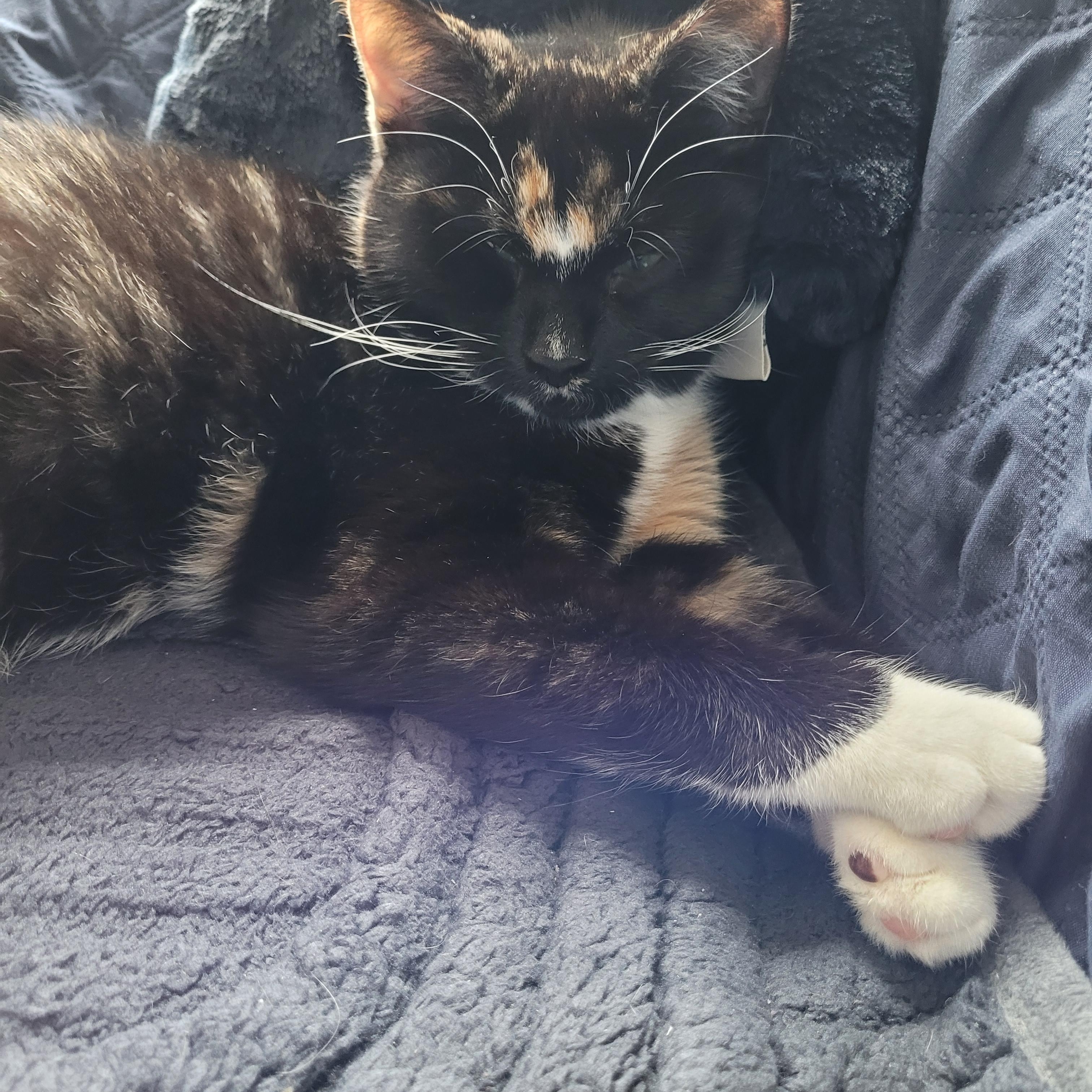 Connie (f) 7 mths Calico Dsh, adopted, Young Female Calico.