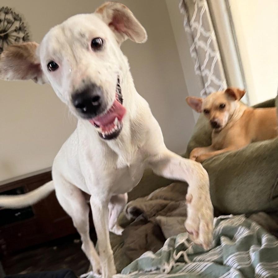 Enlarge Sugar, a Adoptable mixed breed in Ennis, TX image 2/5