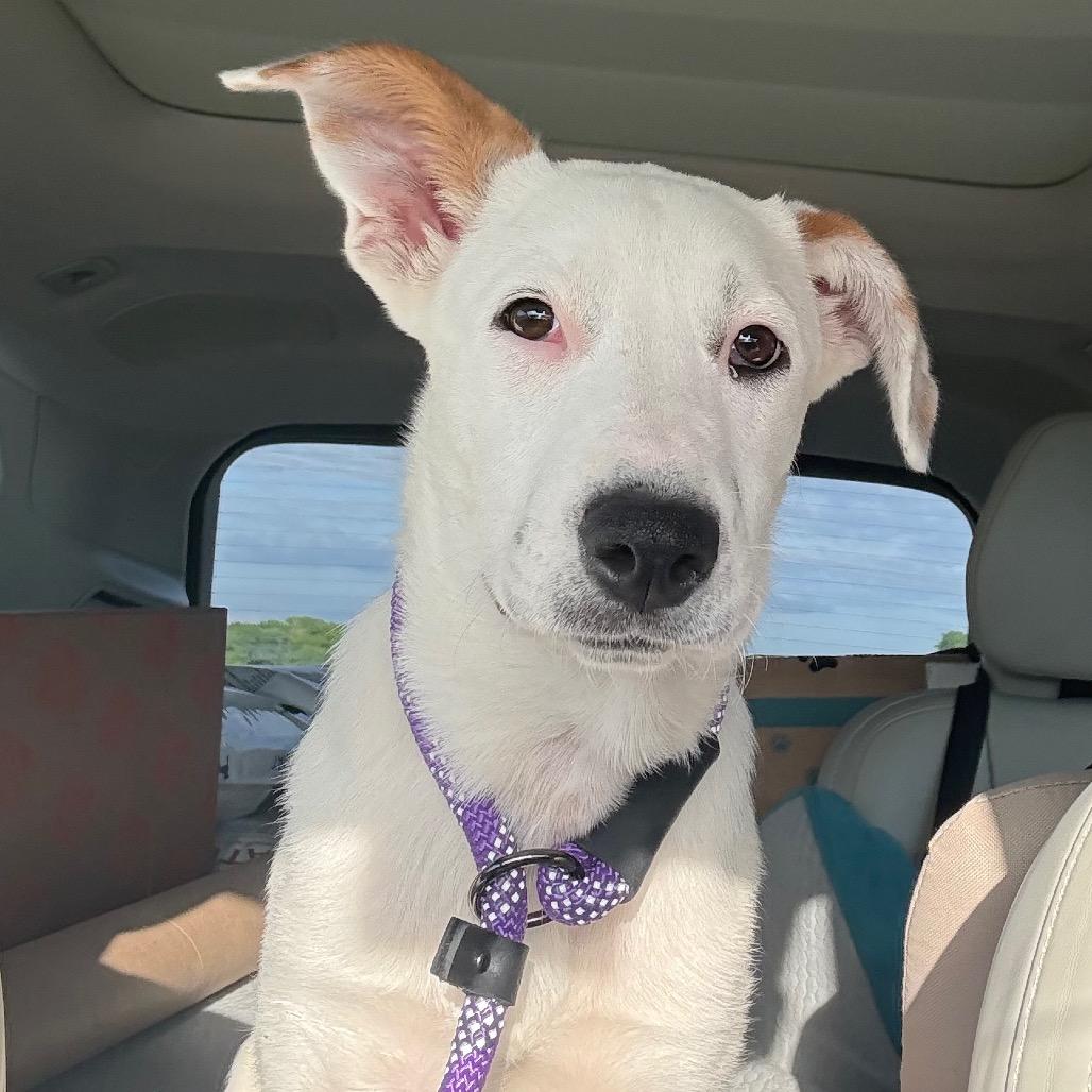 Sugar, Adoptable, Young Female Shepherd & Cattle Dog.