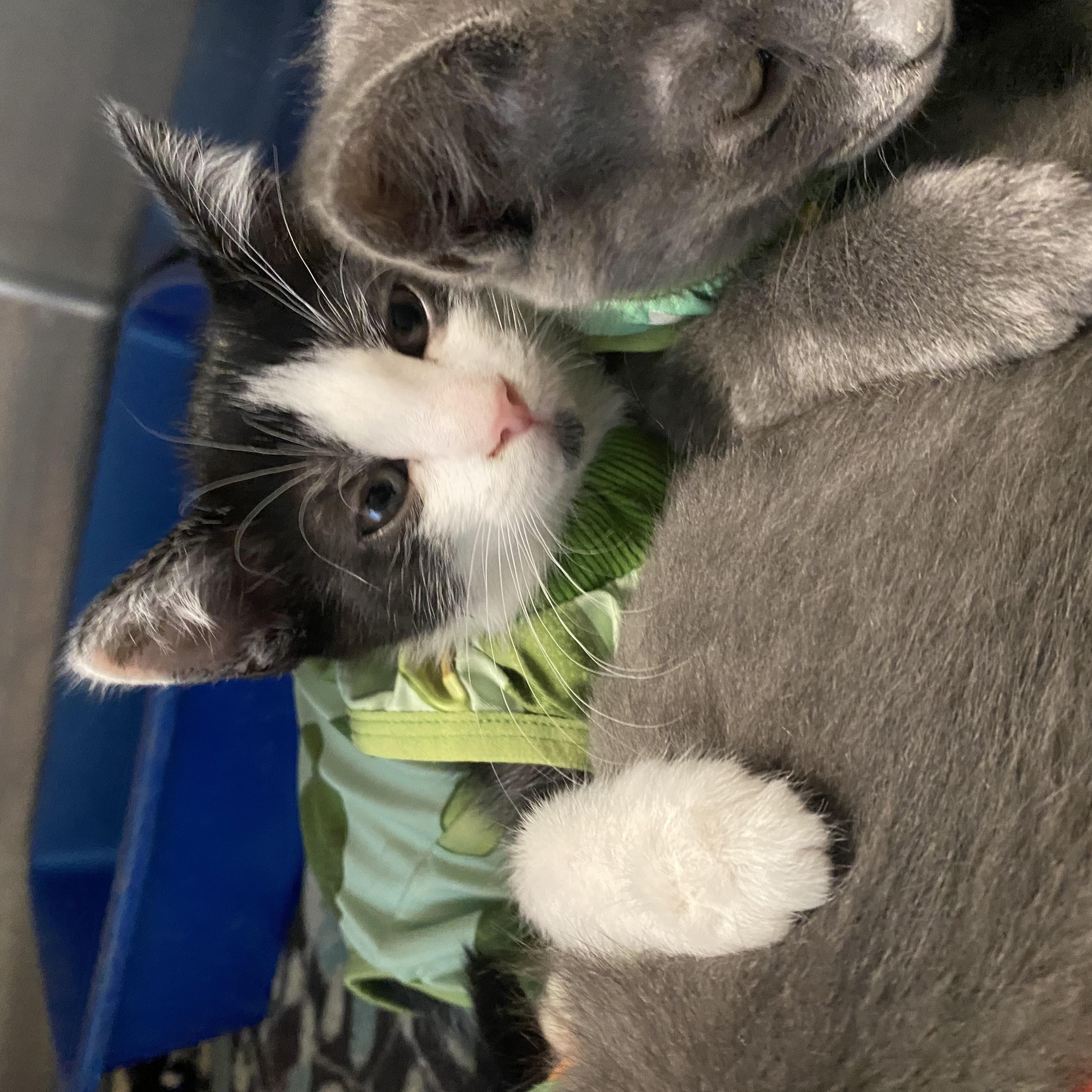Janice, a ADOPTABLE Domestic Short Hair in Belleville, MI image 2/2
