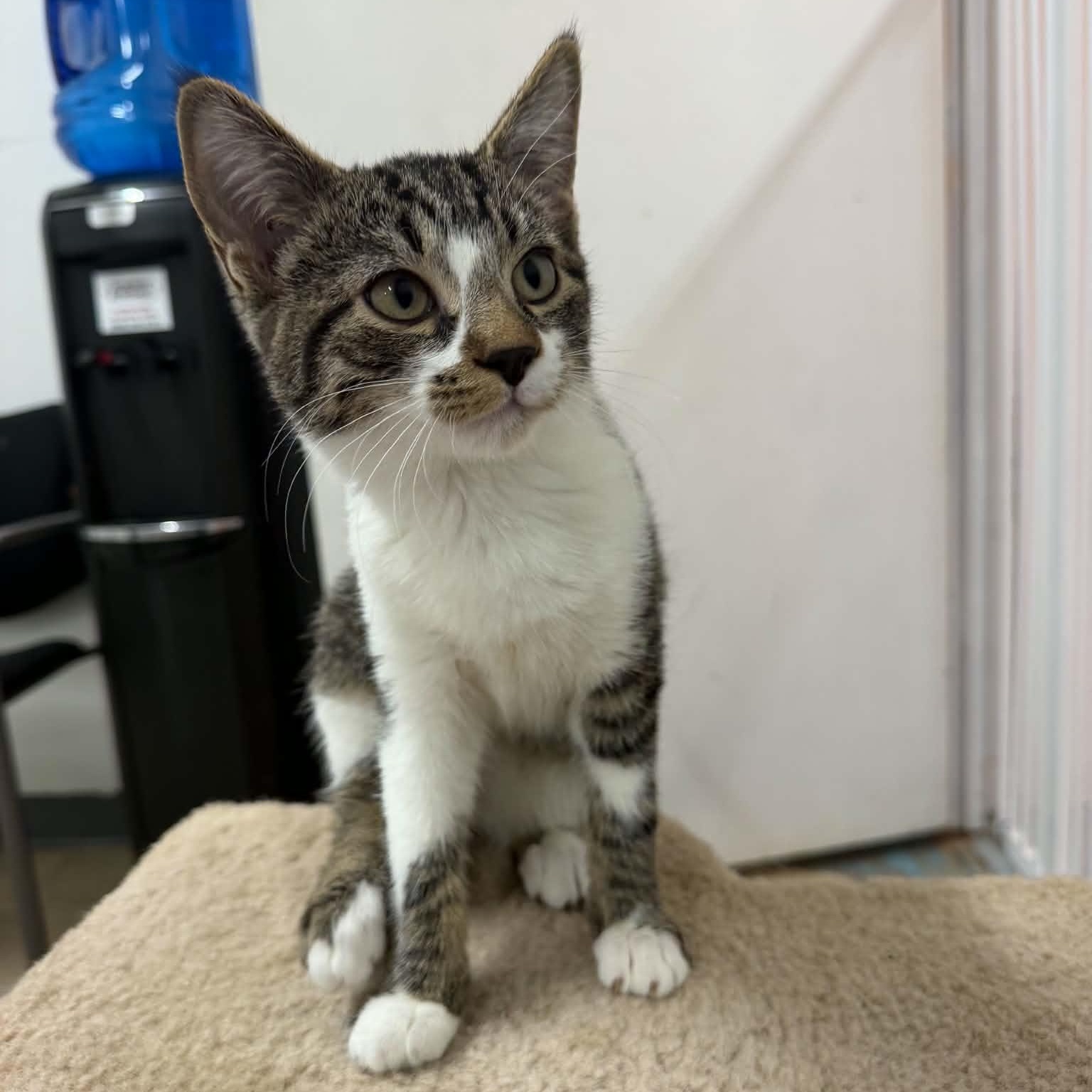 Luigi, Adopted, Kitten Male Domestic Short Hair.