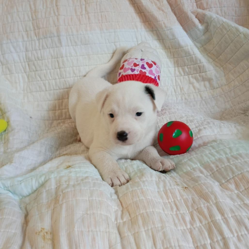 Enlarge Theon, a Adoptable mixed breed in Wadena, MN image 1/6