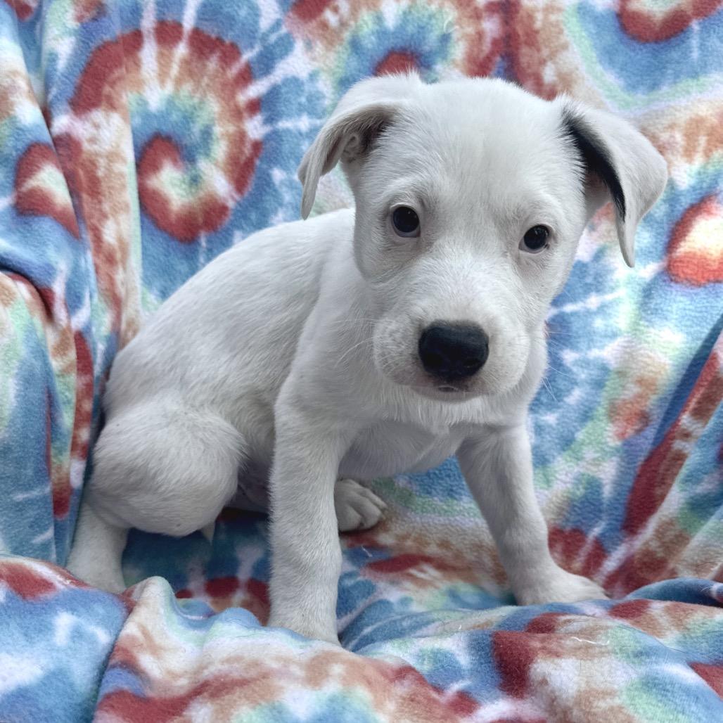 Enlarge Theon, a Adoptable mixed breed in Wadena, MN image 2/6