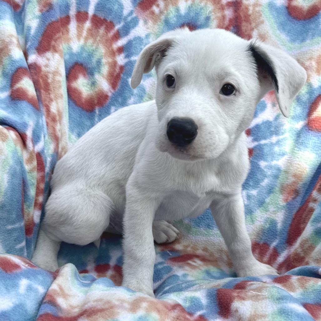 Enlarge Theon, a Adoptable mixed breed in Wadena, MN image 3/6