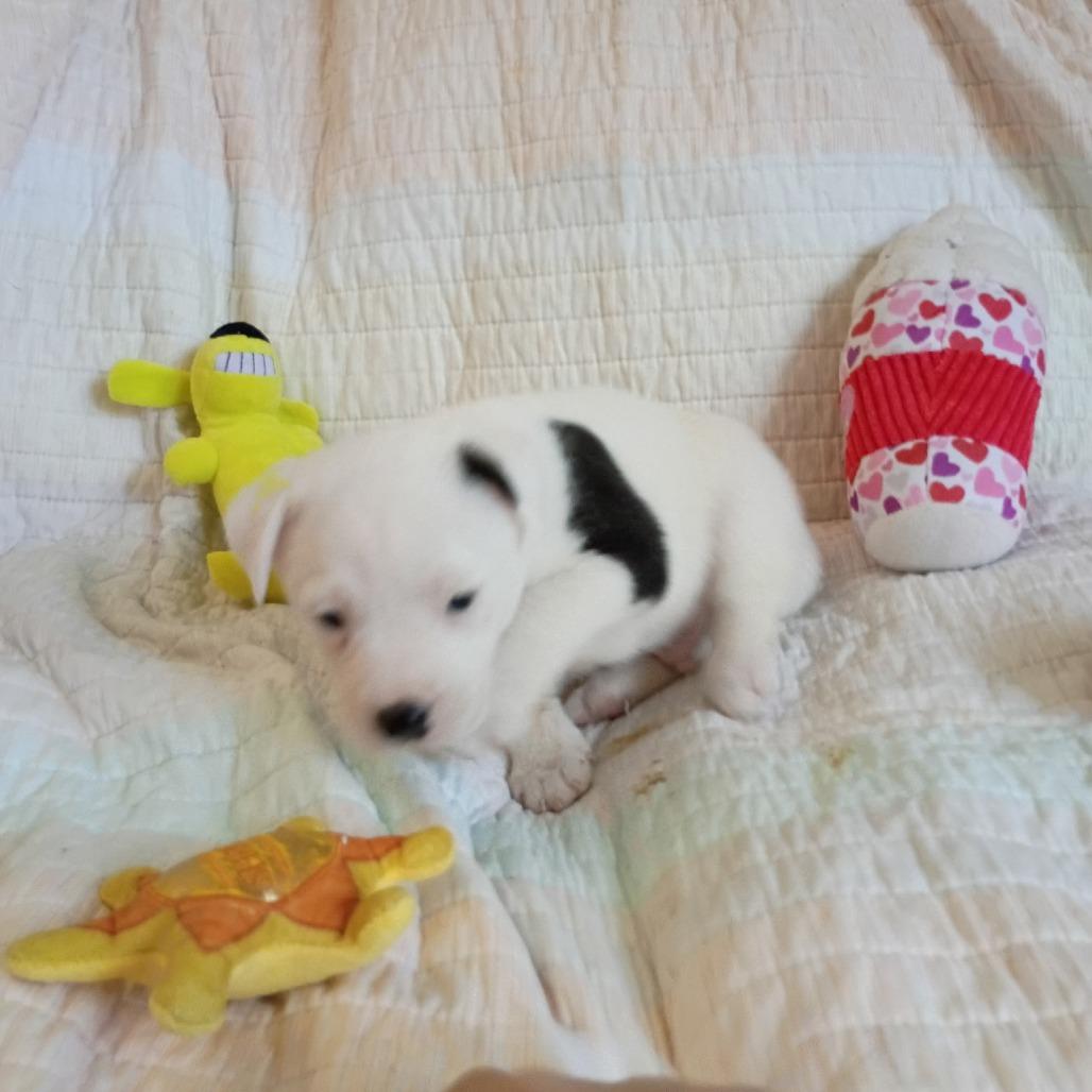 Enlarge Theon, a Adoptable mixed breed in Wadena, MN image 4/6