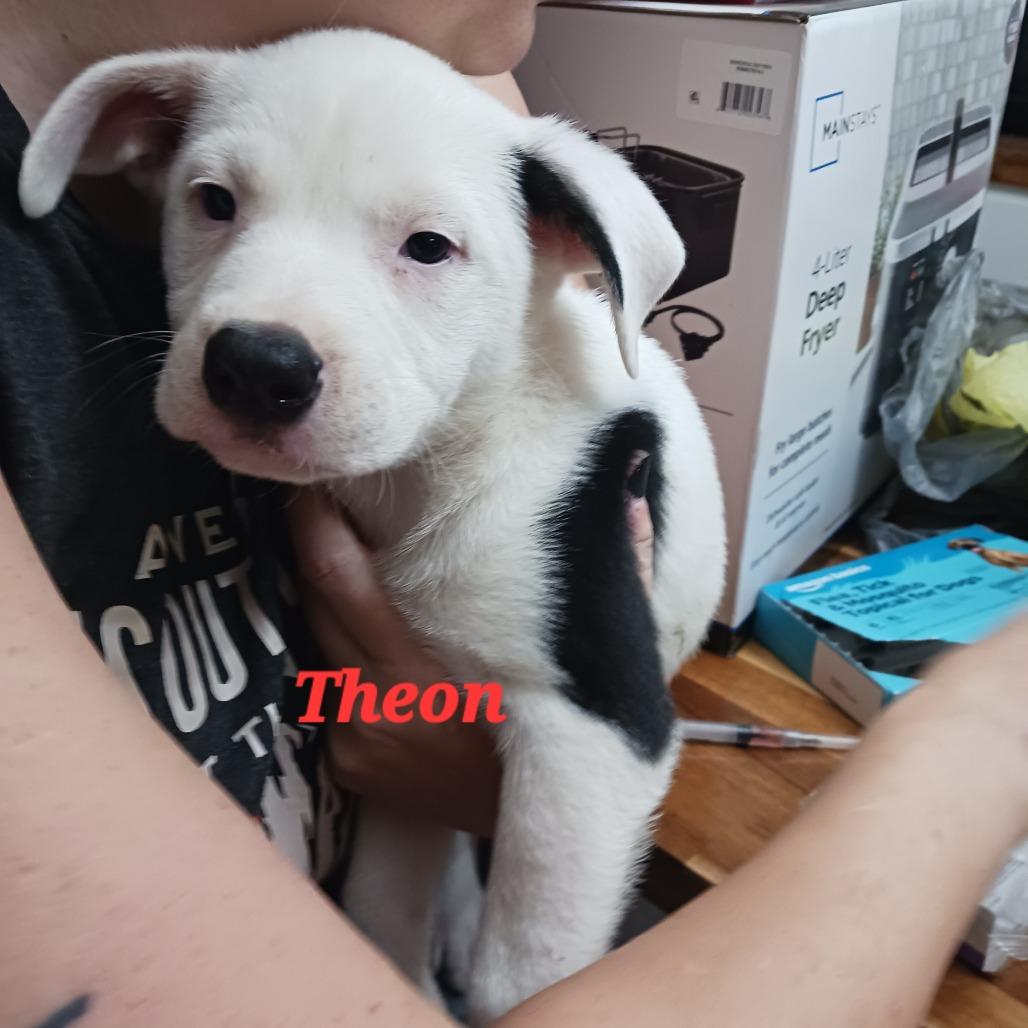 Enlarge Theon, a Adoptable mixed breed in Wadena, MN image 5/6