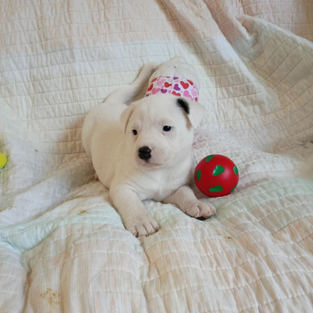 Enlarge Theon, a Adoptable mixed breed in Wadena, MN image 6/6