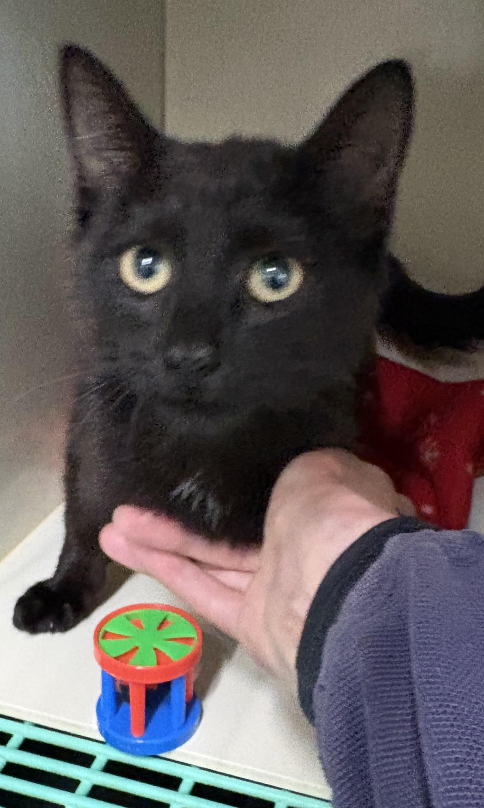 Asher, ADOPTABLE, Young Male Domestic Short Hair.