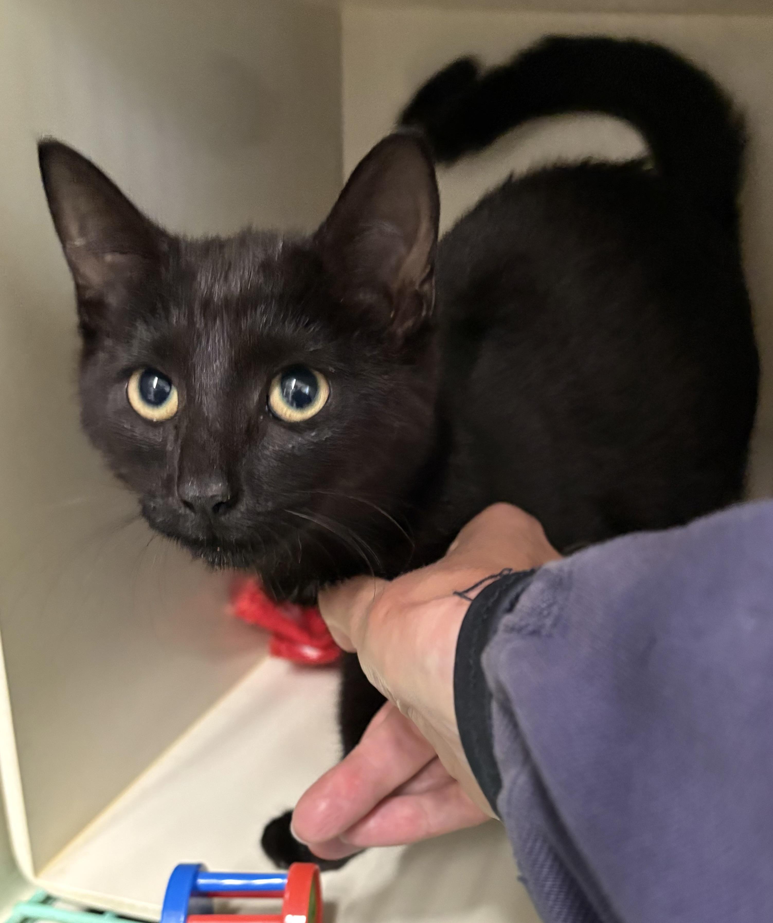 Enlarge Asher, a ADOPTABLE Domestic Short Hair in Mansfield, CT image 2/3
