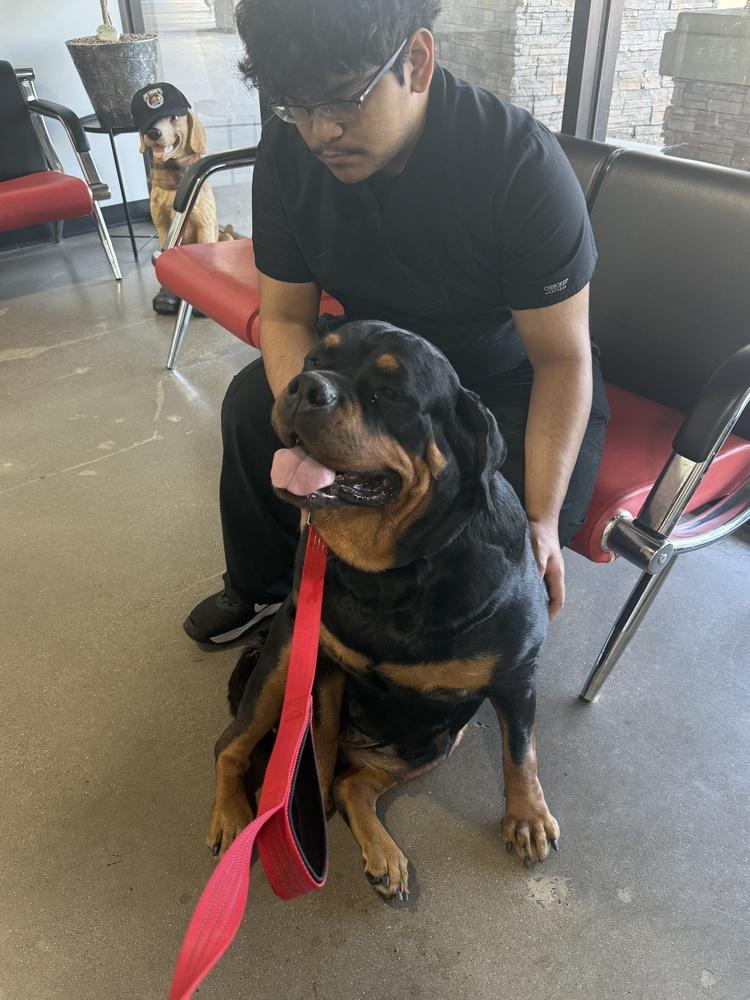 Nadia, a Adoptable Rottweiler in Gilbert, AZ image 1/5