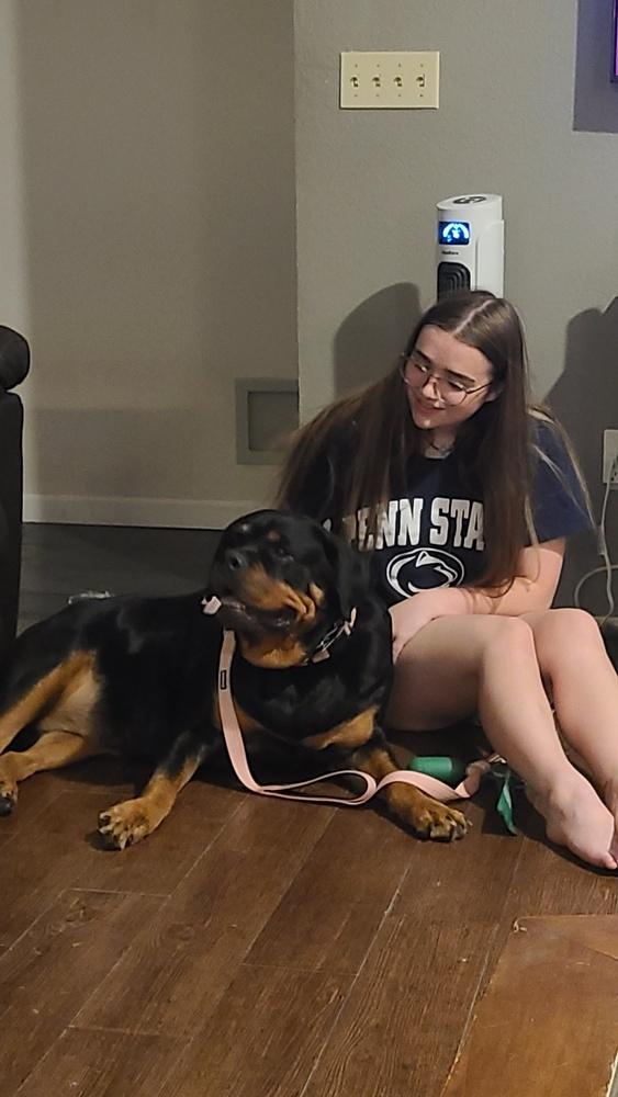 Nadia, a Adoptable Rottweiler in Gilbert, AZ image 2/5