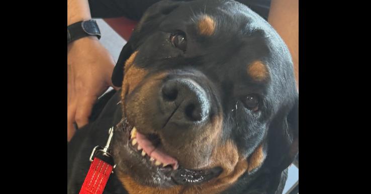 Nadia, a Adoptable Rottweiler in Gilbert, AZ image 3/5