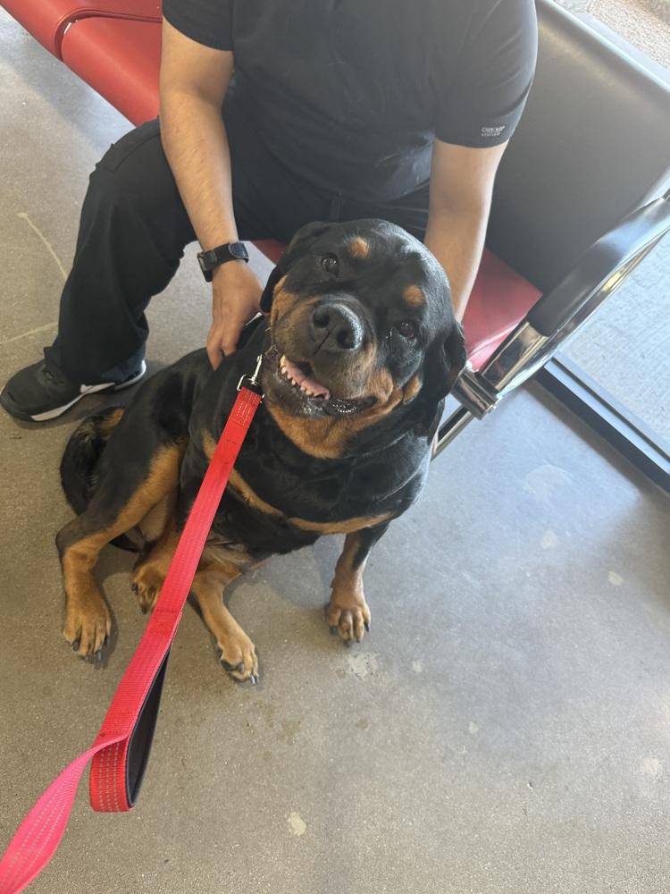 Nadia, a Adoptable Rottweiler in Gilbert, AZ image 5/5