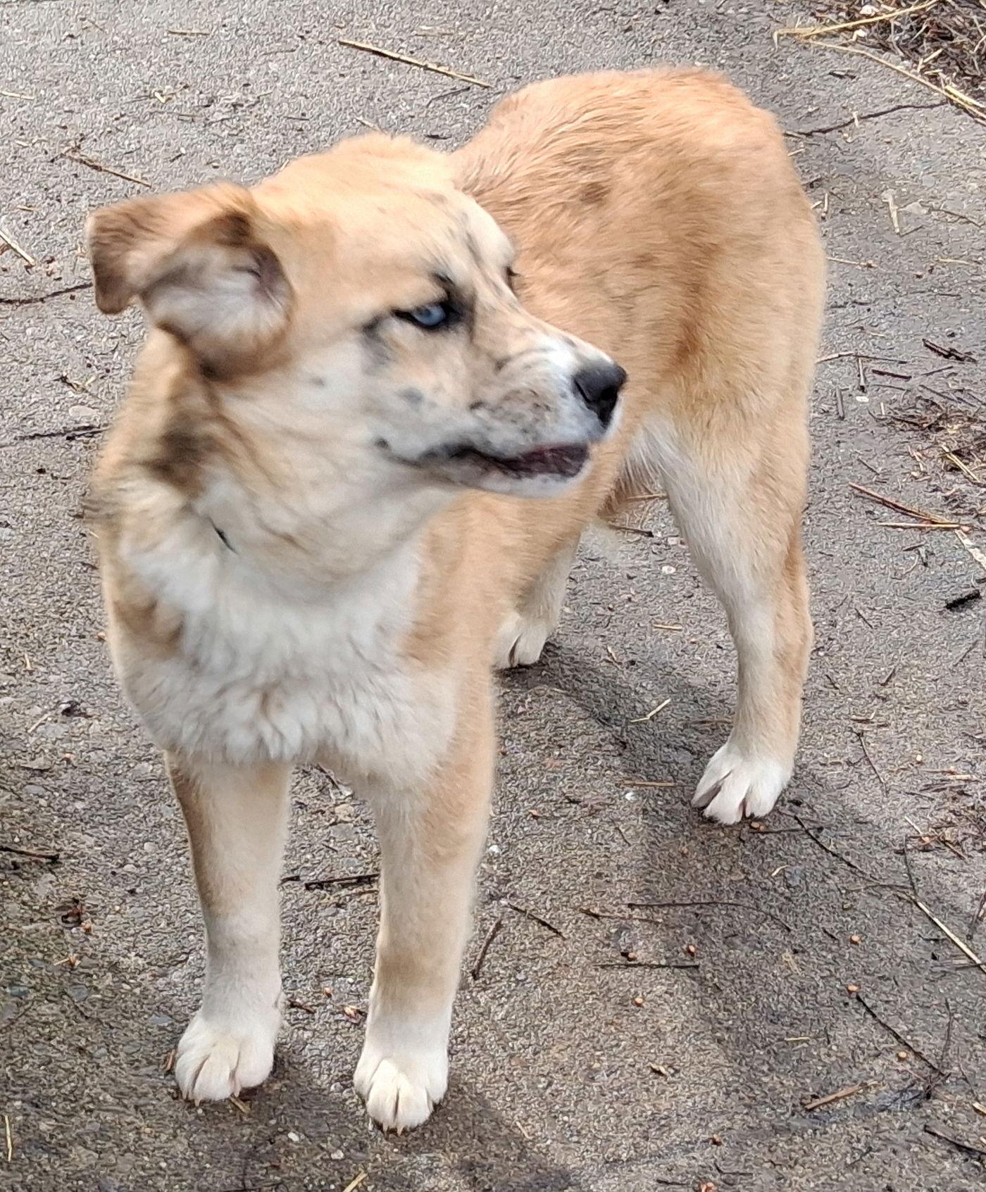 Missy, Adoptable, Puppy Female Australian Shepherd.