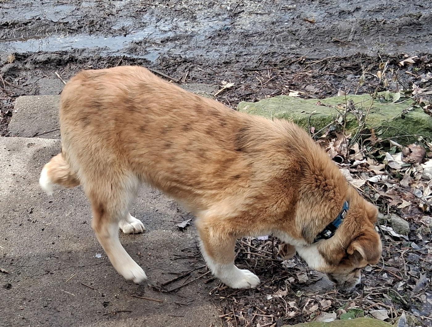 Enlarge Missy, a Adoptable Australian Shepherd in Mcconnelsville, OH image 2/3