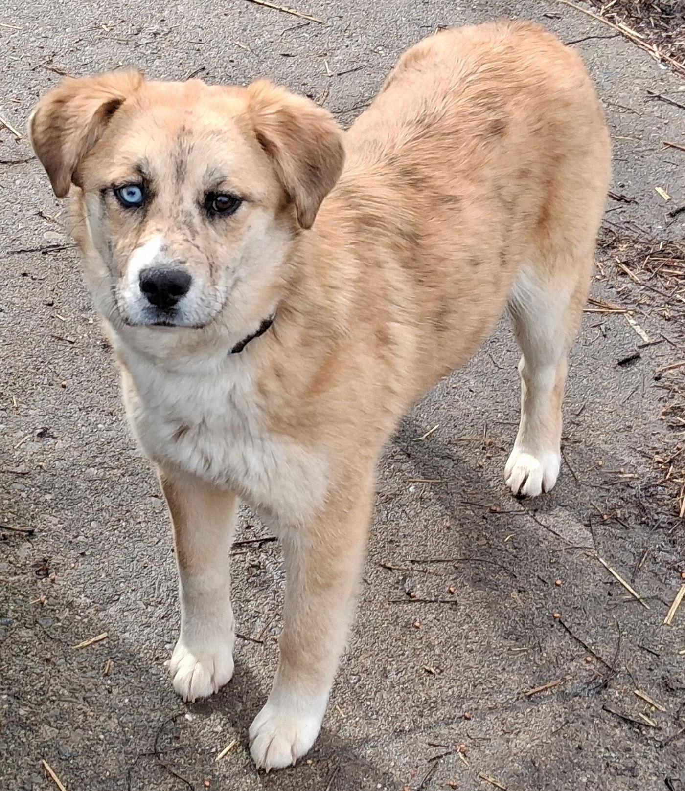 Enlarge Missy, a Adoptable Australian Shepherd in Mcconnelsville, OH image 3/3