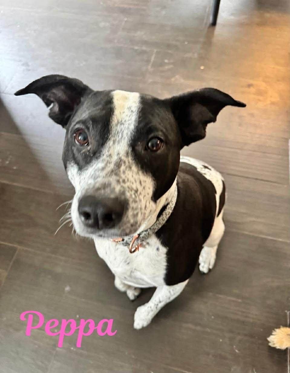 PEPPA, ADOPTABLE, Adult Female Australian Cattle Dog / Blue Heeler & Terrier.