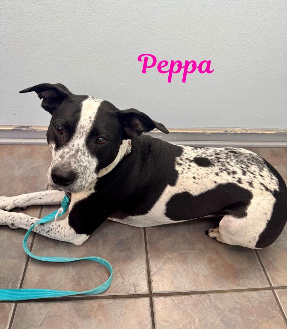 Enlarge PEPPA, a ADOPTABLE mixed breed in Madisonville, LA image 4/4