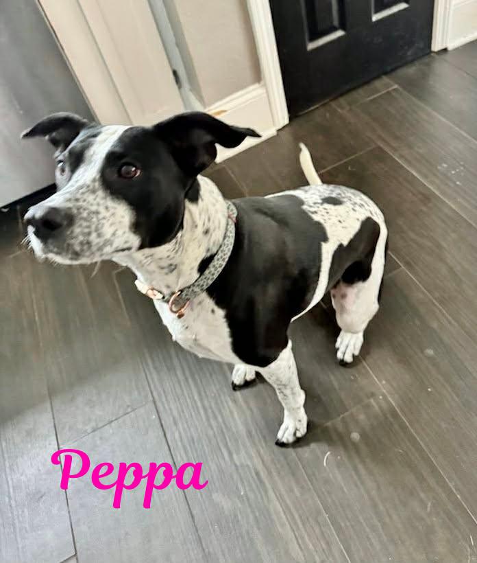 Enlarge PEPPA, a ADOPTABLE mixed breed in Madisonville, LA image 2/4