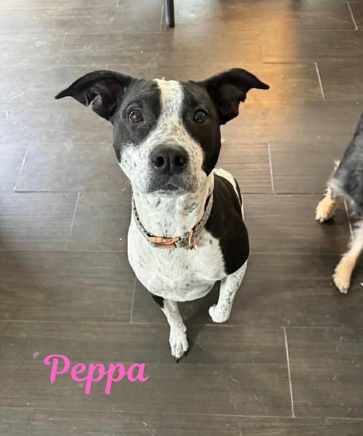 Enlarge PEPPA, a ADOPTABLE mixed breed in Madisonville, LA image 3/4