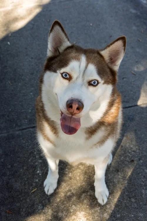 Loki, ADOPTABLE, Adult Male Siberian Husky.