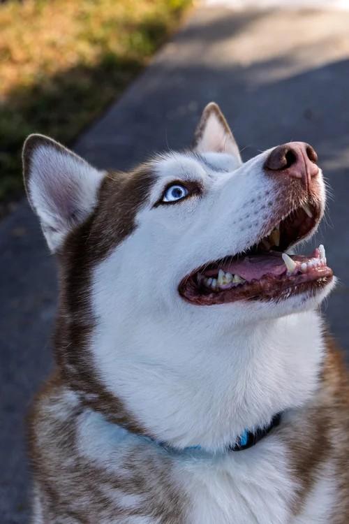 Enlarge Loki, a ADOPTABLE Siberian Husky in Winter Springs, FL image 2/6