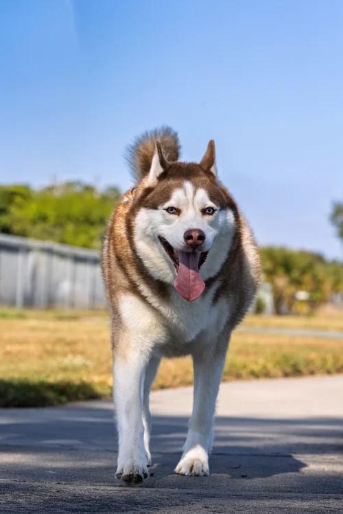 Enlarge Loki, a ADOPTABLE Siberian Husky in Winter Springs, FL image 3/6