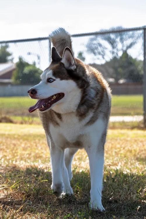 Enlarge Loki, a ADOPTABLE Siberian Husky in Winter Springs, FL image 5/6