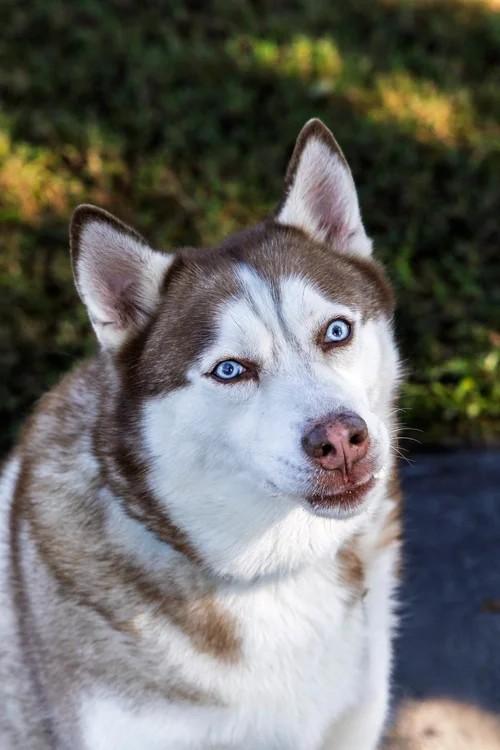 Enlarge Loki, a ADOPTABLE Siberian Husky in Winter Springs, FL image 6/6