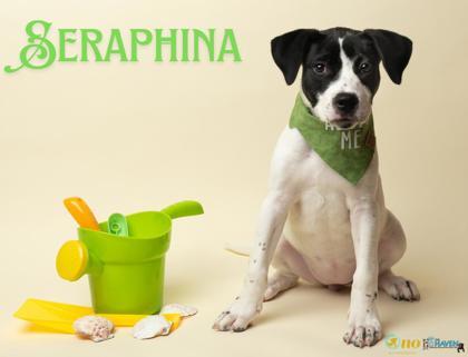 Seraphina, Adoptable, Puppy Female American Staffordshire Terrier & Mixed Breed.