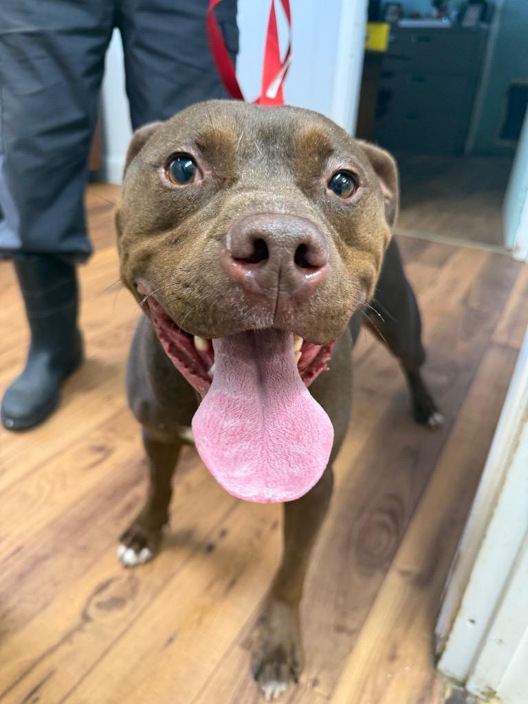 Ace, Adoptable, Young Male Staffordshire Bull Terrier.