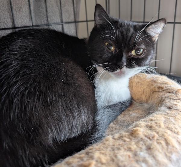 Enlarge DAISY, a Adoptable Munchkin in Otsego, MN image 1/3