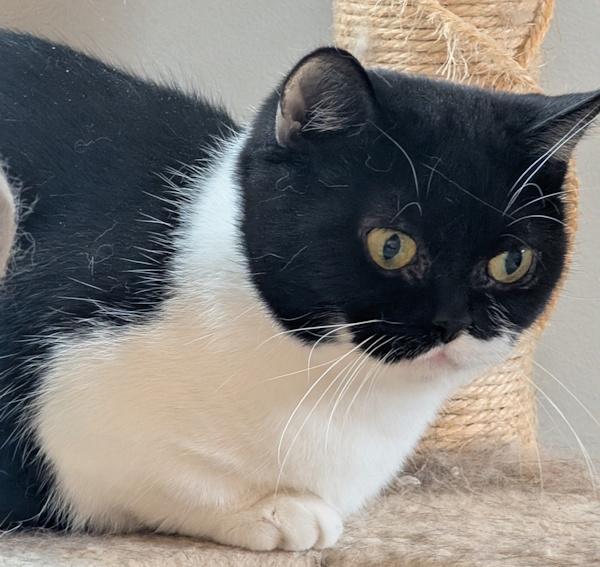 Enlarge DAISY, a Adoptable Munchkin in Otsego, MN image 2/3