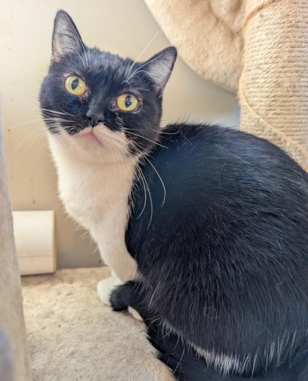 Enlarge DAISY, a Adoptable Munchkin in Otsego, MN image 3/3