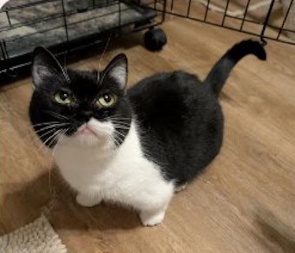 DAISY, Adoptable, Adult Female Munchkin.