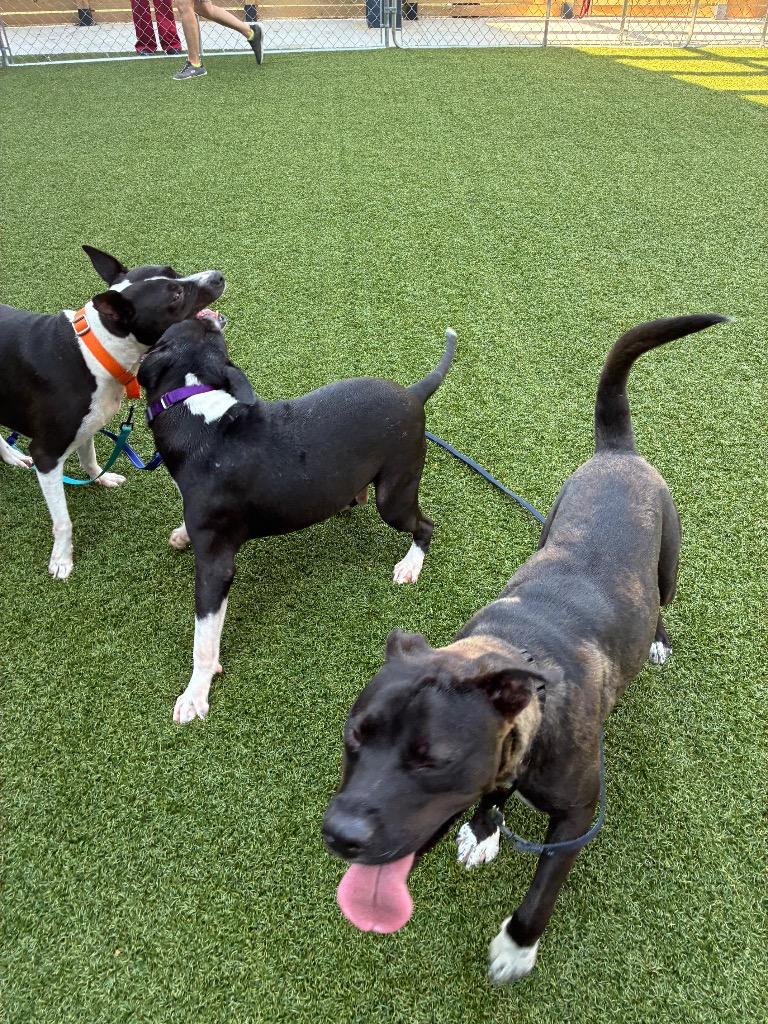 Hunter, Adoptable, Adult Male Terrier.