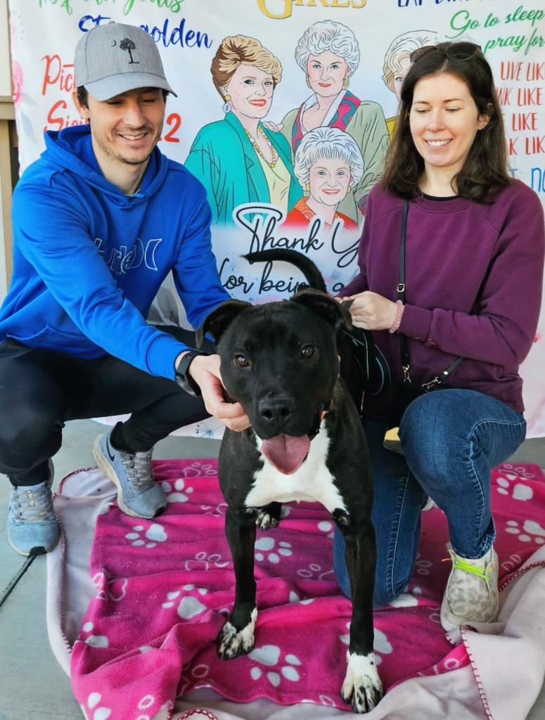 Enlarge Hunter, a Adoptable mixed breed in Hartsville, SC image 2/6