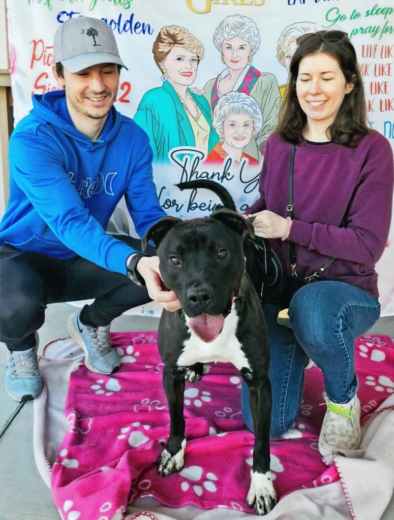 Hunter, Adoptable, Young Male Terrier.